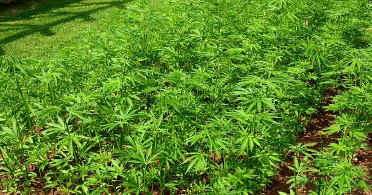 Deutsche Landwirte sind bereit, den Cannabisanbau zu legalisieren