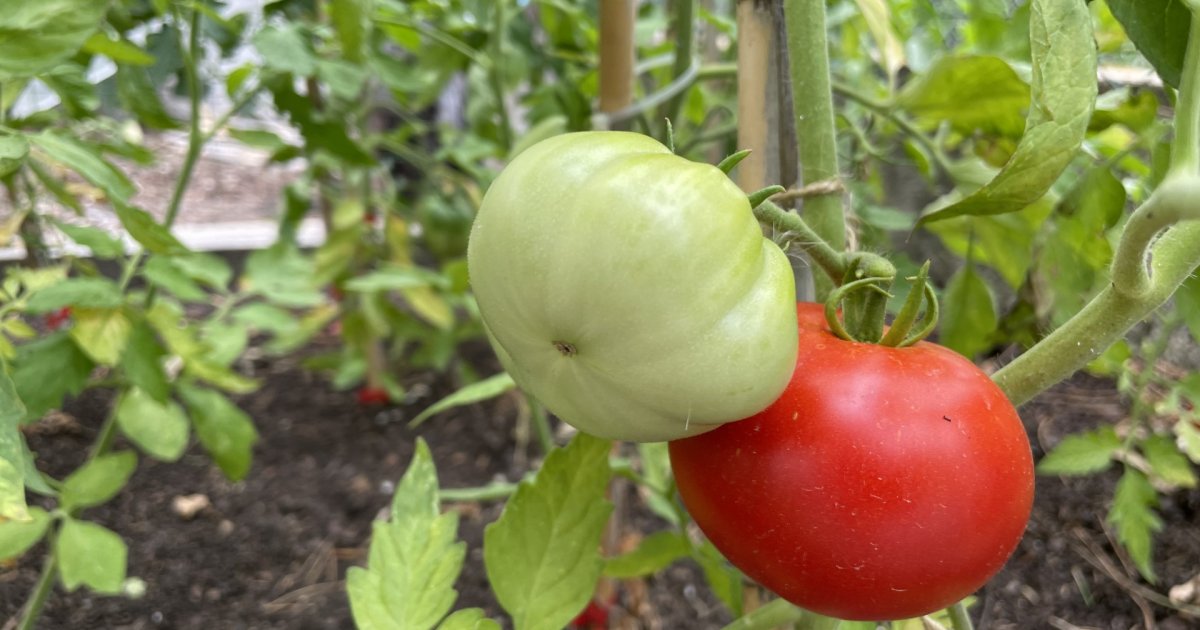 Maurer: Gli scienziati allevano pomodori “leggeri”.  Mi piacerà?