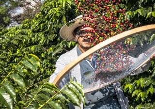 Produkce kávy v Brazílii, ilustrační foto