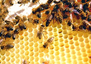 Včela je pilná, ale při opylování „nepracuje“ šikovně, což může zkomplikovat život zemědělcům
