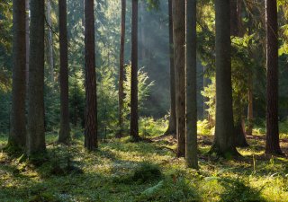 Lesy ČR zvýšily zisk