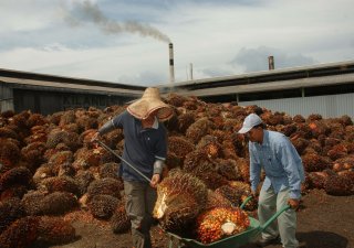 Výroba palmového oleje v Indonésii.