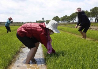 Pěstitelé rýže v Asii