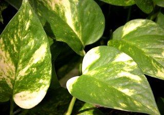 Rostlina potos (česky šplhavnice zlatá), která po genetické úpravě umí čistit ovzduší od závadných látek.