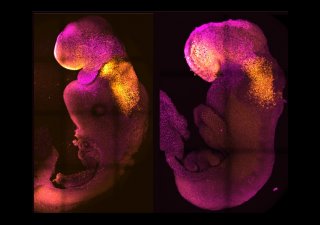 Přirozené (vpravo) a umělé (vlevo) myší embryo, v nichž jsou barevně označeny vyvíjející se části těla.