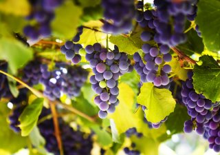 Francie zvýšila výhled letošní produkce vína na 47,2 milionu hektolitrů
