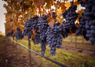 Změny klimatu způsobí, že se na jižní Moravě bude dařit červenému vínu