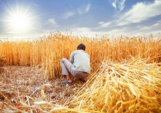 Pšenice, ilustrační foto