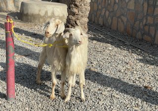 Kozy, Omán