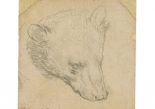 Medvědí hlava od Leonarda Da Vinciho
