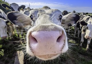 Hlídat emise budou i chovatelé dobytka. V Česku se to týká stovek podniků