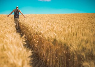 pšenice, pšeničné pole (ilustrační foto)