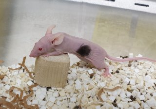 Laboratorní myši na části těla rostou vlasy z transplantovaných přeprogramovaných lidských buněk.