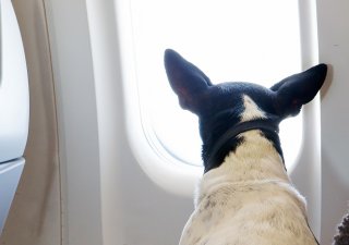 Pes cestující v letadle (ilustrační foto)