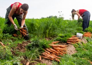 brigádnice na zemědělské farmě