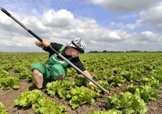 Rohlík chce víc české úrody. Hledá další farmáře s ovocem a zeleninou