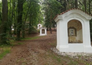 Církev prokázala obchodního ducha. Díky dřevu loni vydělalo pražské arcibiskupství dvě stě milionů, letos sází i na byty