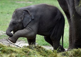 V pražské zoologické zahradě uhynulo slůně Amalee. Podlehlo nemoci, která se nazývá sloní herpes.