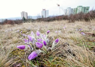 Na Kamenném vrchu v Brně má vyrůst nová čtvrť se 300 startovacími byty