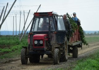 Katastrofální rok pro „české zlato“. Úroda chmele je nejnižší za deset let