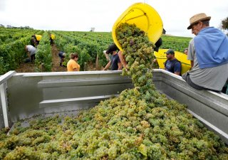 Zájem o víno klesá, Francie platí vinařům v Bordeaux za rušení vinic