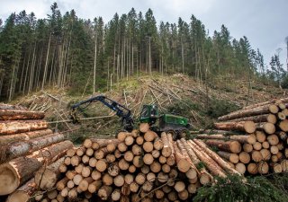 Správa Krkonošského národního parku (KRNAP) kácela rizikové stromy nad silnicí II/252 na Pomezní Boudy v úseku mezi křižovatkou v Temném Dole a Myslivnou, 9. listopadu 2022.