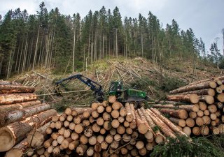 Správa Krkonošského národního parku (KRNAP) kácela rizikové stromy nad silnicí II/252 na Pomezní Boudy v úseku mezi křižovatkou v Temném Dole a Myslivnou, 9. listopadu 2022.