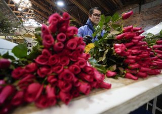Růže pro americký trh z Kolumbie