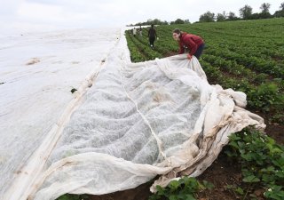 Pěstitelé jahod překrývají ochrannou fólií tři hektary kvetoucích ranných odrůd před mrazy na jahodové plantáži v Olomouci-Slavoníně