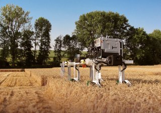 Polní robot projíždí pšeničné lány a zkoumá, jak se vyvíjejí zrna uvnitř klasů.