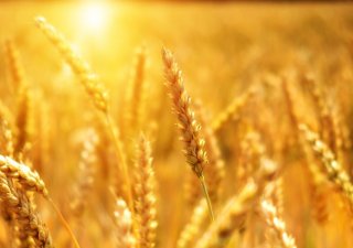 Pšenice, ilustrační foto