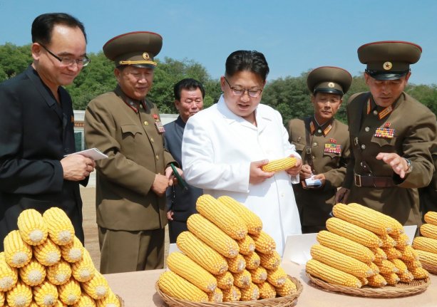 Kim Čong-un si prohlíží úrodu kukuřice (snímek z roku 2016)