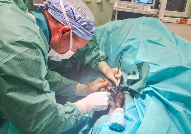 Operace na ovcích probíhají stejně jako lidské