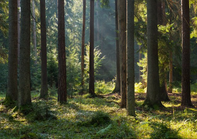 Lesy ČR zvýšily zisk