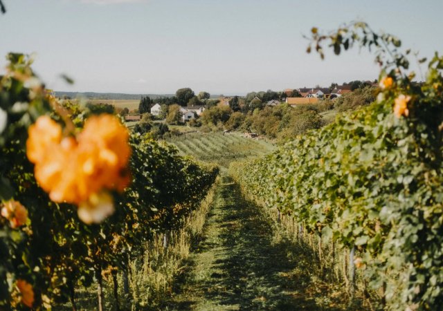 Řepínský vinohrad Štěpán