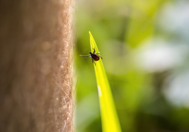 Boreliózou se v prvním pololetí 2025 nakazilo nejvíc lidí za 11 let