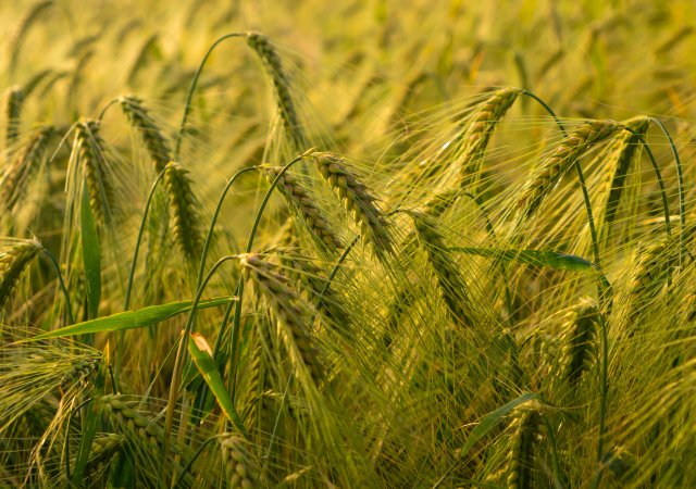 „Nesmrtelný“ ječmen z Hané. Vědci zkoušejí plodinu, která by mohla změnit zemědělství
