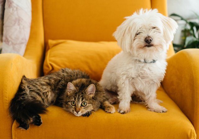 Češi za mazlíčky utratí víc, než tuší