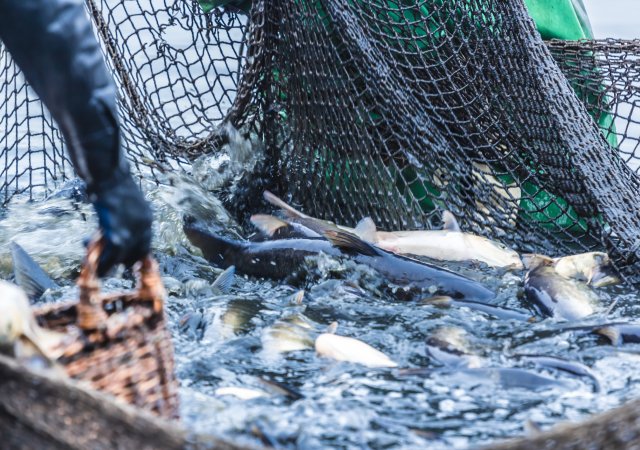 Člověk lovem ohrožuje tisíce druhů ryb. Sám se ale v online éře stává lovnou zvěří