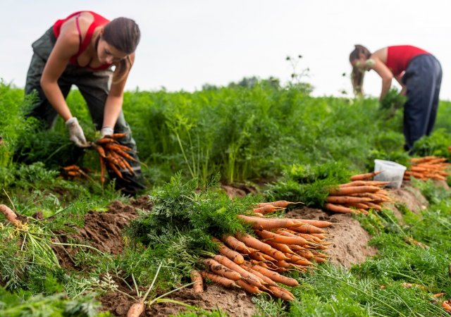 brigádnice na zemědělské farmě