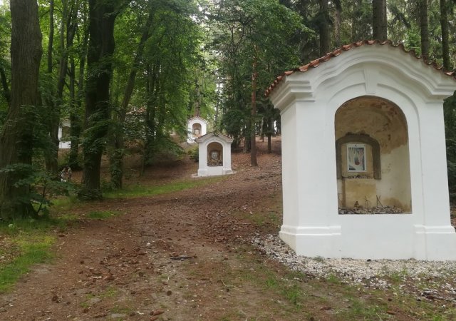 Církev prokázala obchodního ducha. Díky dřevu loni vydělalo pražské arcibiskupství dvě stě milionů, letos sází i na byty