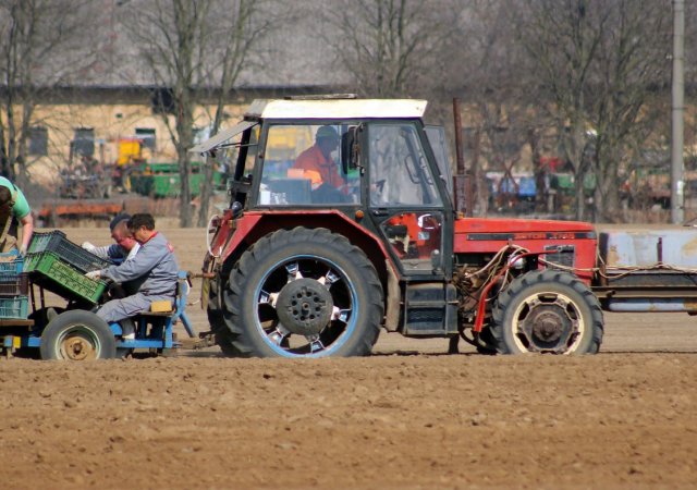 Čeští zemědělci asi omezí pěstování brambor na jídlo, na loňských prodělávají