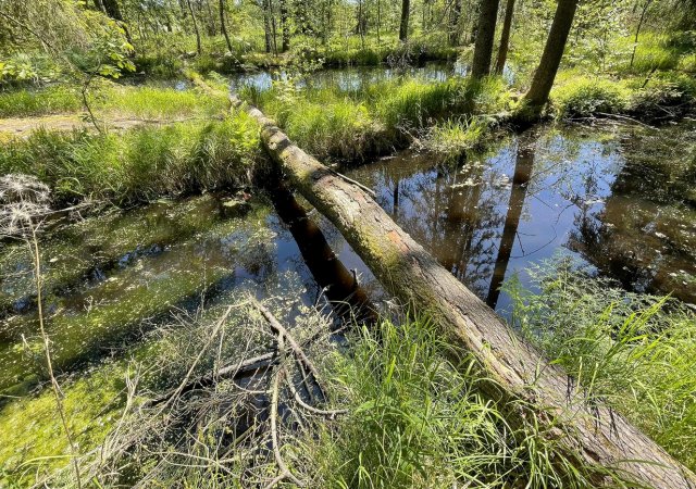Jak bojovat se suchem? Pomoci mohou bobři, státu už ušetřili desítky milionů