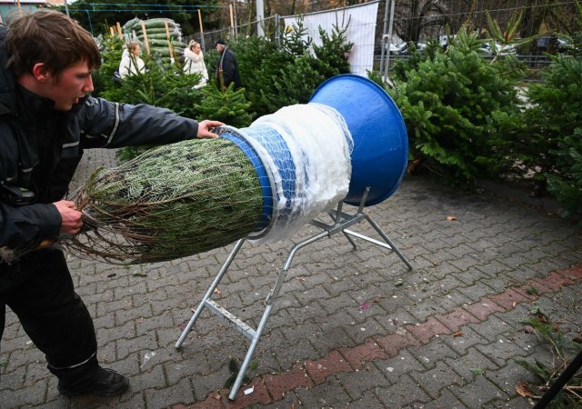 vánoční nákupy stromků