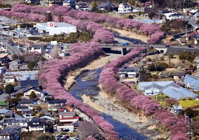 Lidé v japonském městě Kawazu mohou obdivovat na 8000 rozkvetlých sakur