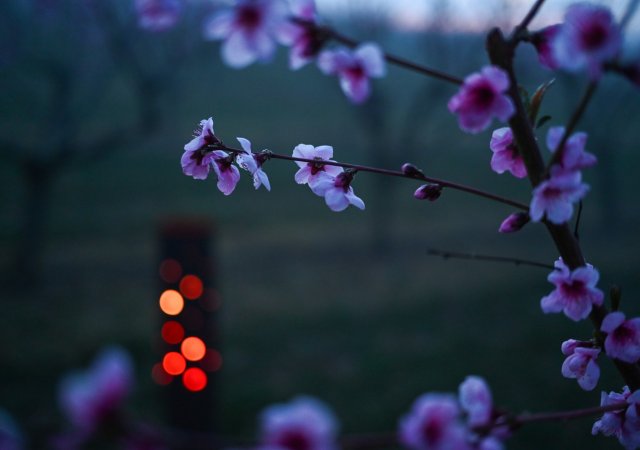 Mrazy udeřily v sadech. Ovocnářům způsobí škody za stovky milionů
