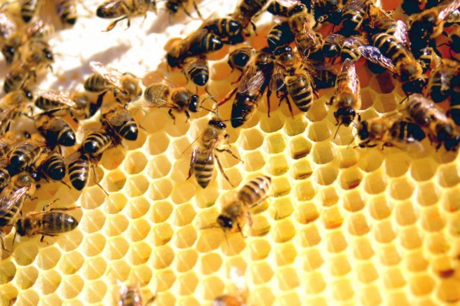 Včela je pilná, ale při opylování „nepracuje“ šikovně, což může zkomplikovat život zemědělcům