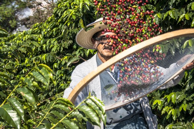 Hlavní producent kávy Vietnam hlásí propad úrody a nárůst cen