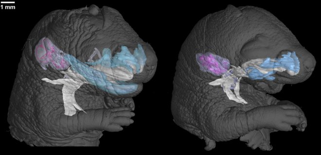 Vědci z Brna odhalili geny, které řídí sluch i hlas