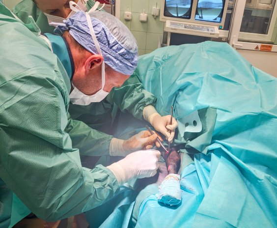 Operace na ovcích probíhají stejně jako lidské